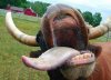 moo.jpg